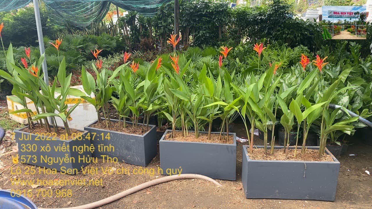 chuối mỏ két - Cây cảnh Đà Nẵng Hoa Sen Việt