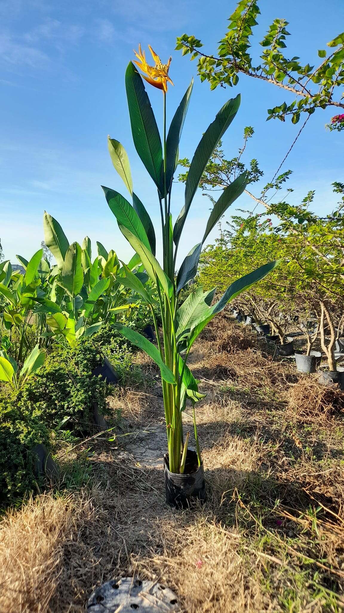 mỏ két thái lá xanh - Cây cảnh Đà Nẵng Hoa Sen Việt
