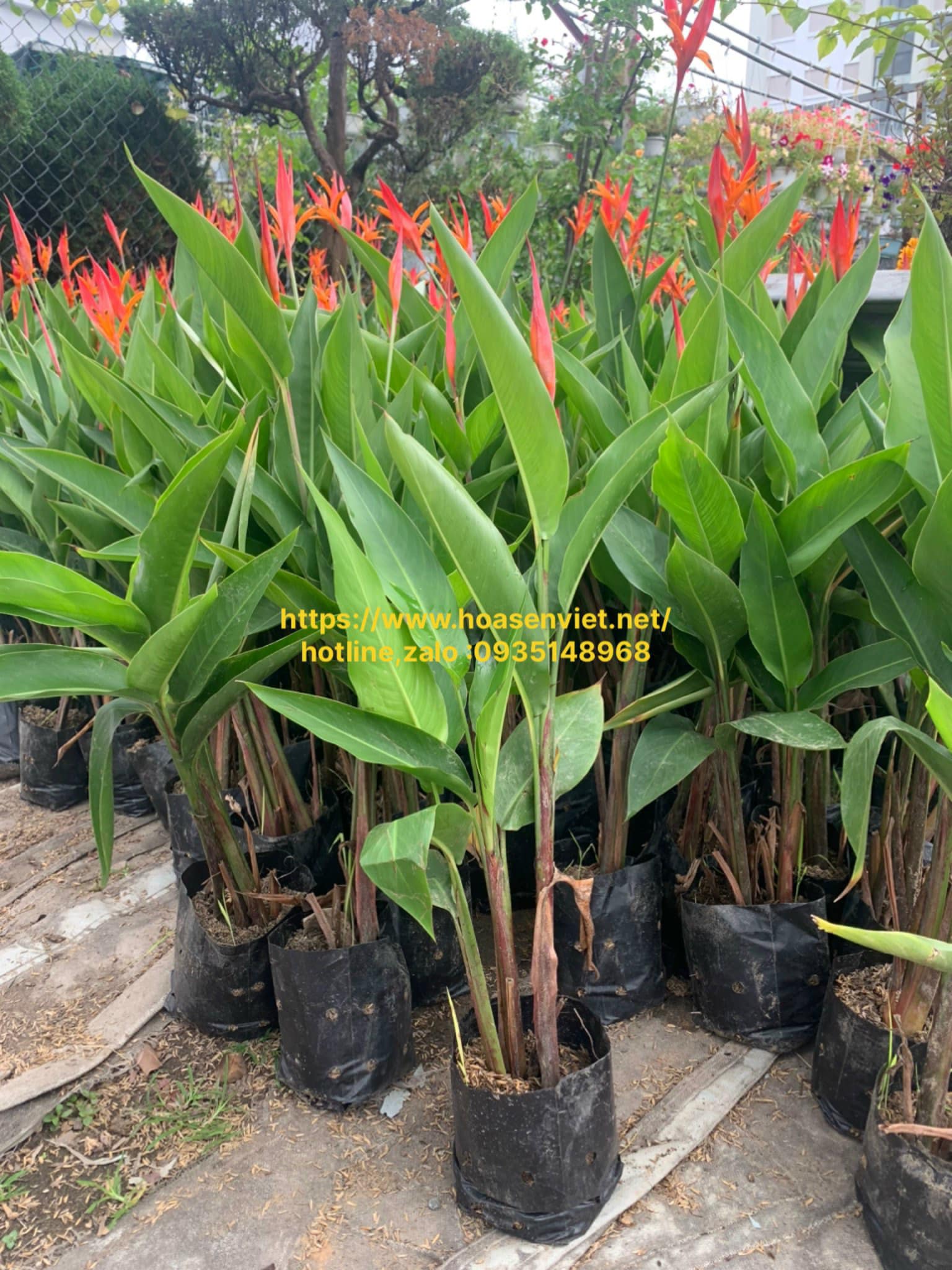 chuối mỏ két đỏ