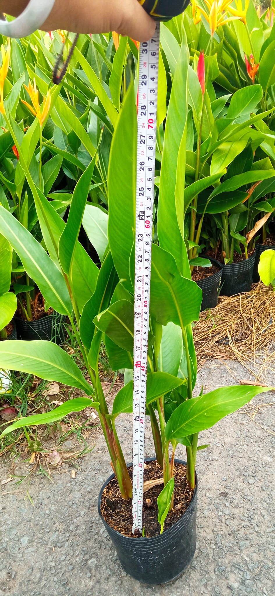 chiều cao thực tế cây chuối mỏ két