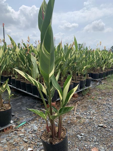 mỏ két cẩm thách