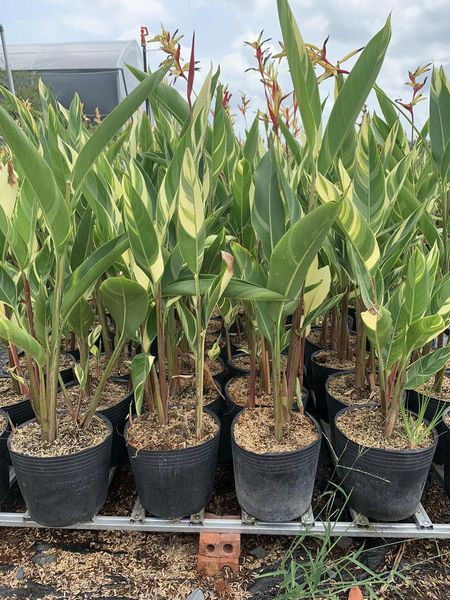 chuối mỏ két cẩm thạch