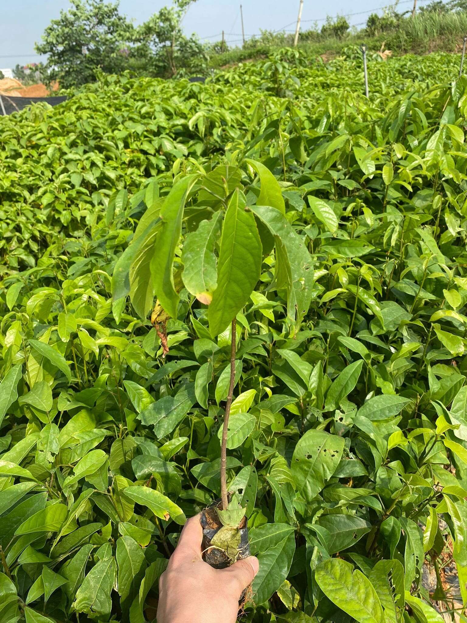 cây sang giống cao 30cm