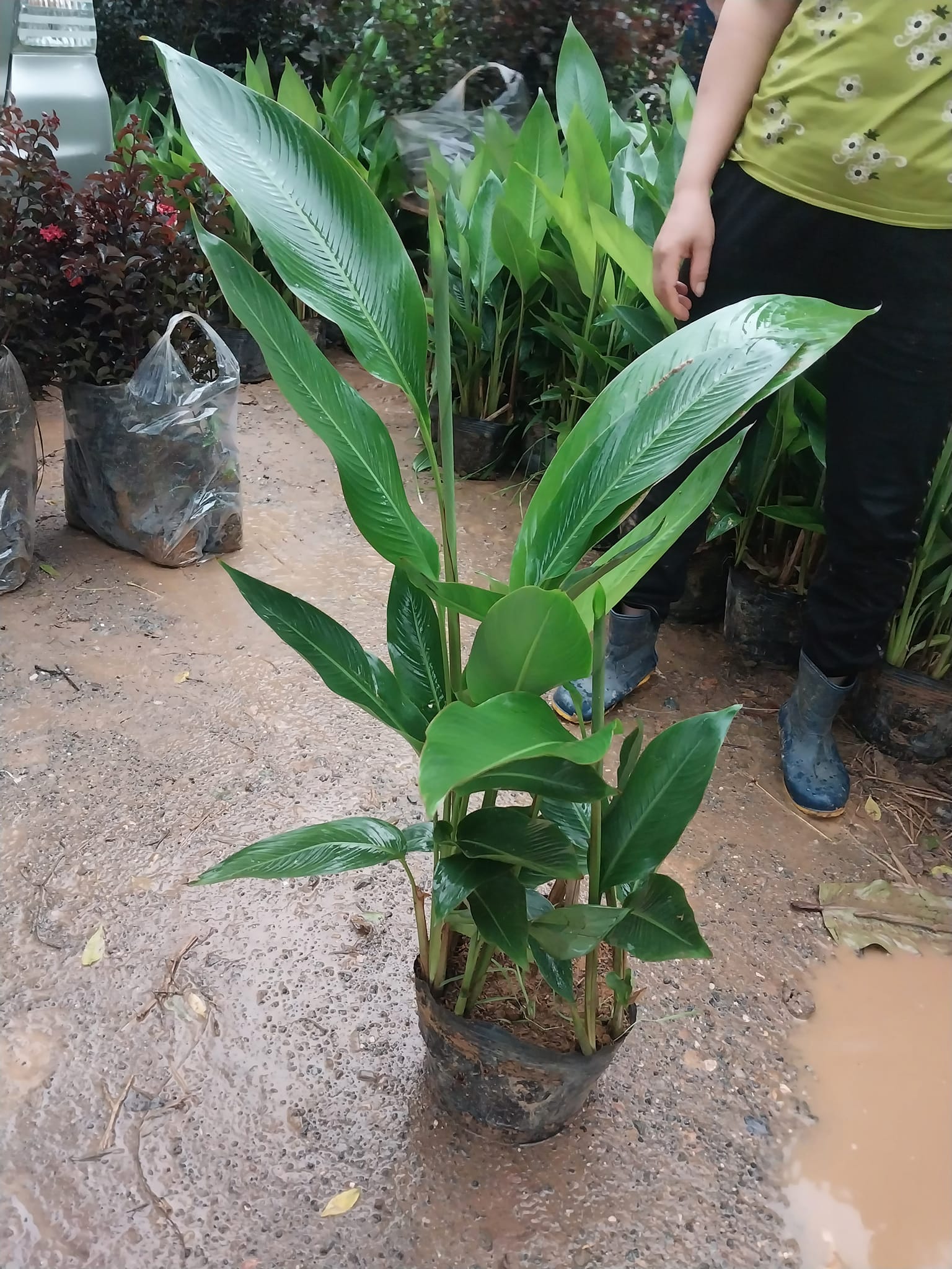 chuối mỏ két vàng - Cây cảnh Đà Nẵng Hoa Sen Việt