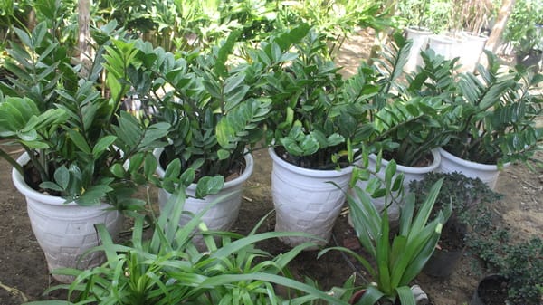 Cách trồng và chăm sóc cây kim tiền - cây phát tài - Đà Nẵng