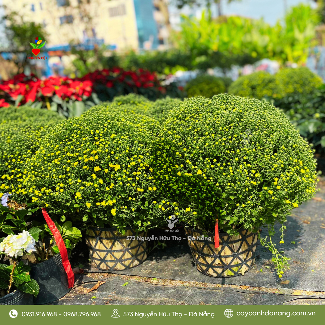 Cúc mâm xôi được 80 ngày tuổi tại vườn Hoa Sen Việt Đà Nẵng
