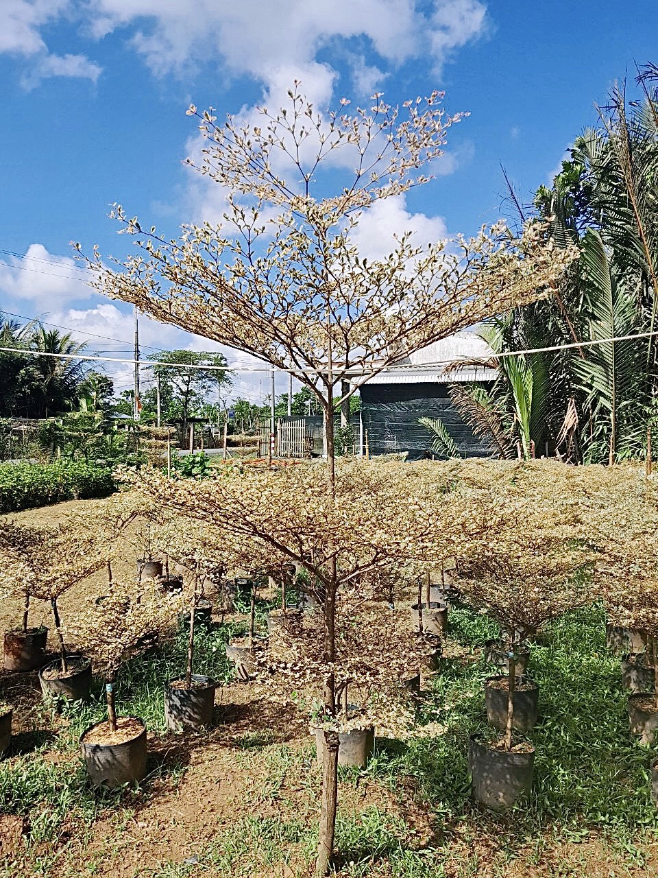 Một số cây bàng cẩm thạch đẹp Đà Nẵng