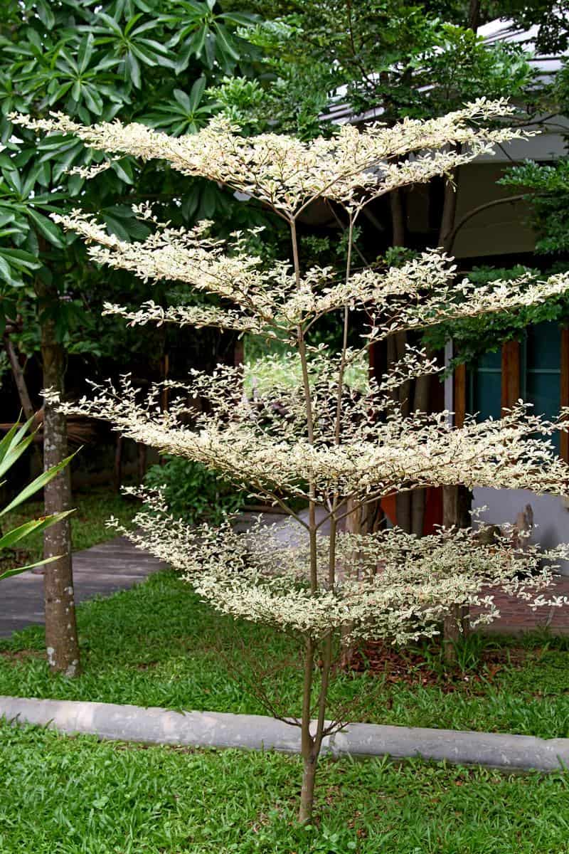  Cây Bàng Cẩm Thạch dễ trồng ở Đà Nẵng