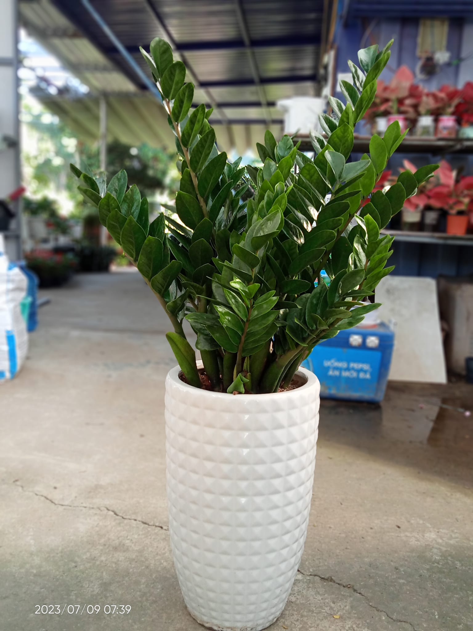 cây kim tiền đà nẵng