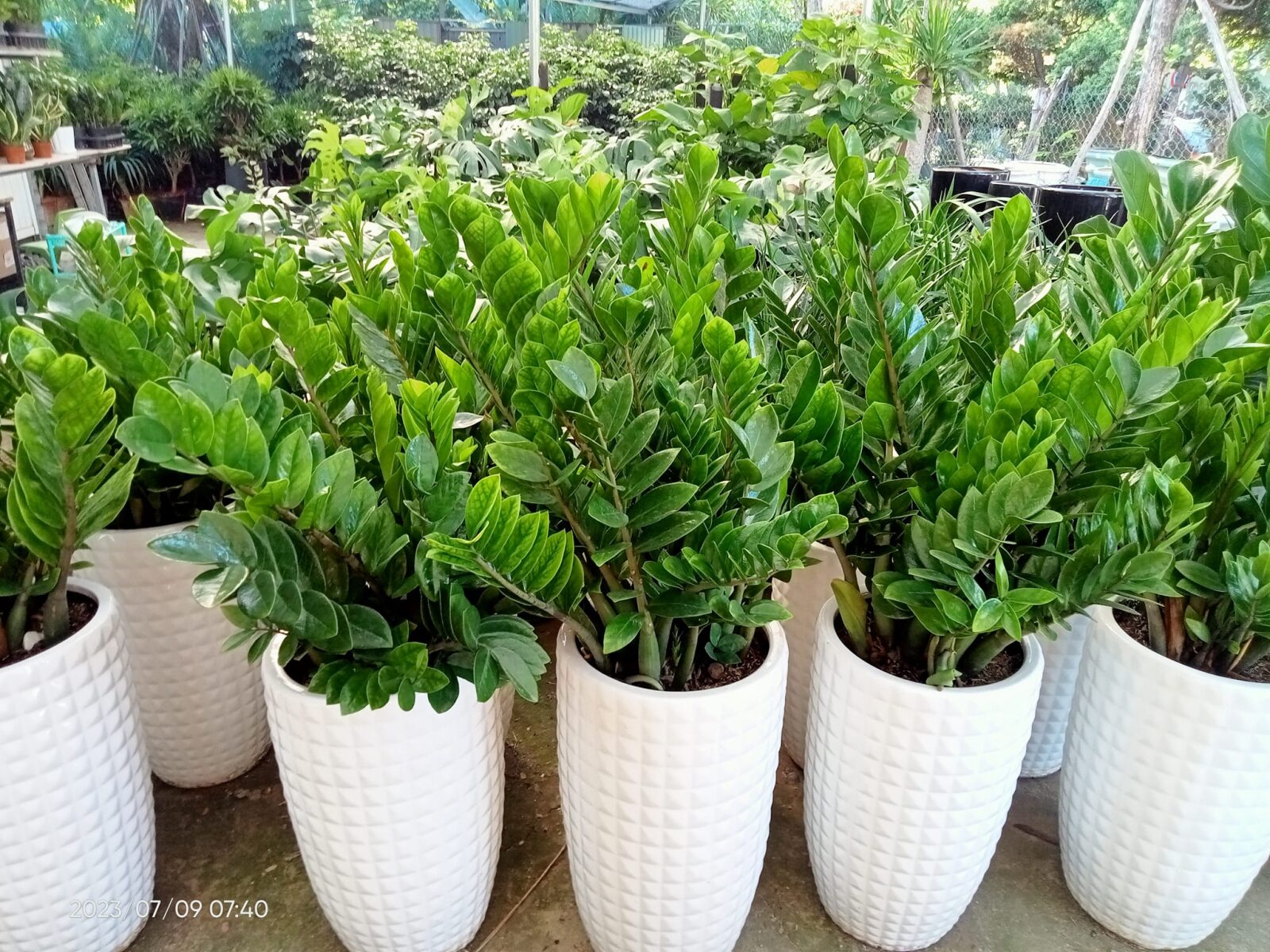 cây kim tiền đà nẵng