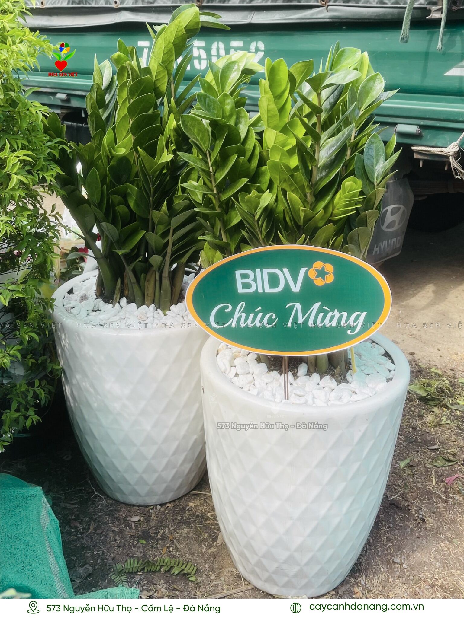 cây kim tiền đà nẵng