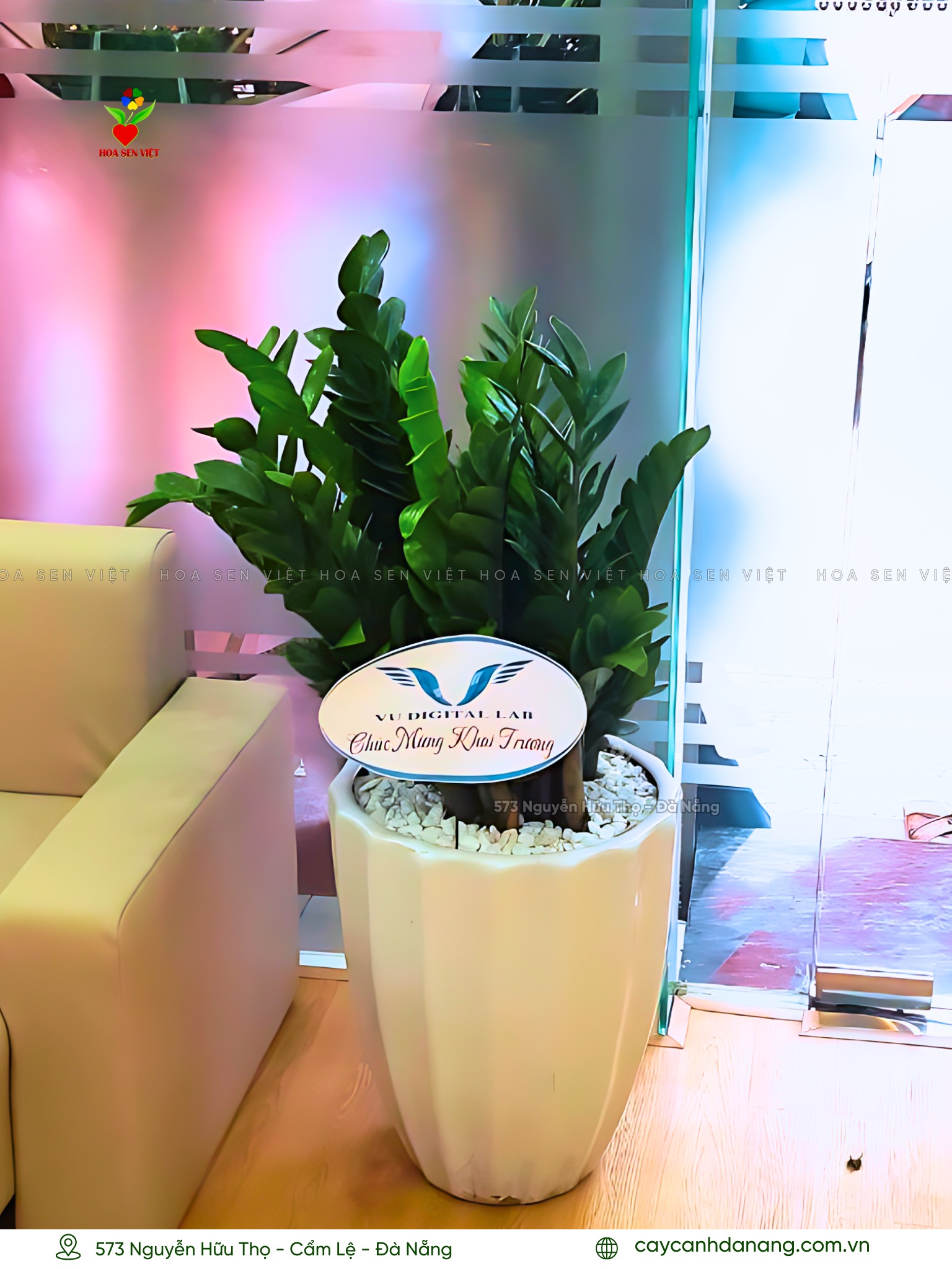 cây kim tiền đà nẵng