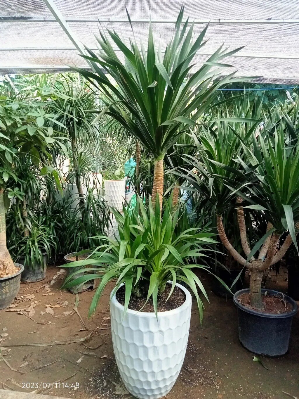 cây phát tài núi đà nẵng