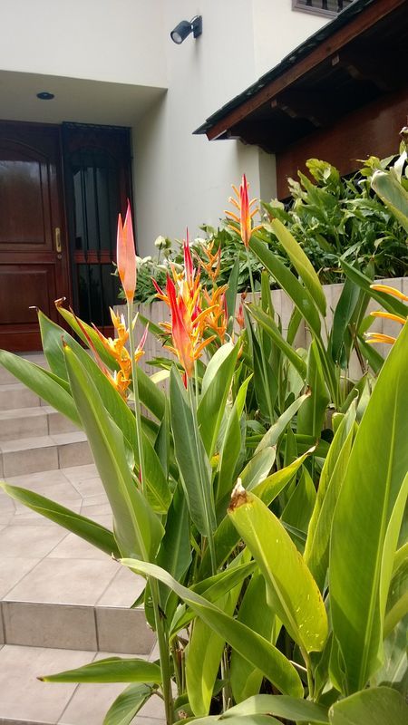 Trồng chuối mỏ két dùng trong trang trí nhà đẹp Trồng chuối mỏ két dùng trong trang trí nhà đẹp