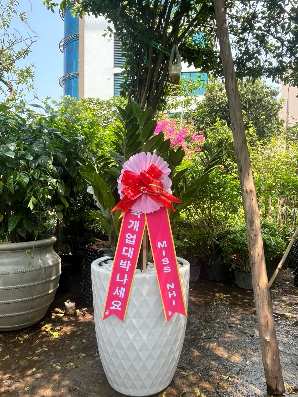 cây kim tiền đà nẵng