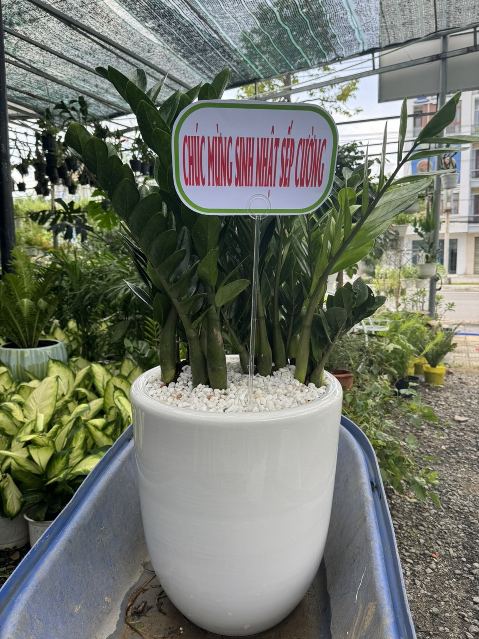 cây kim tiền Đà Nẵng