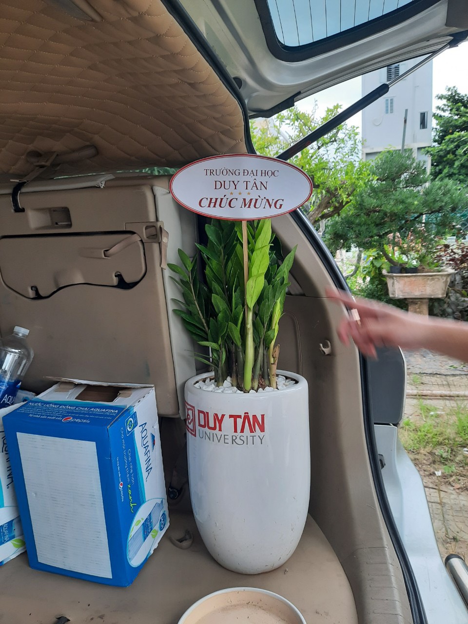 cây kim tiền đà nẵng