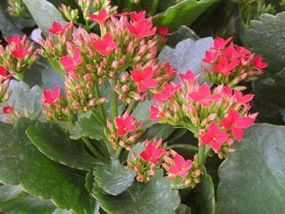 hoa sống đời kép