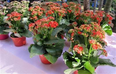 cây sống đời kép