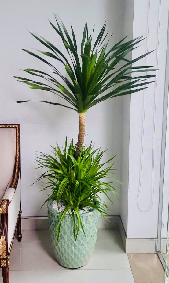 cây phát tài núi đà nẵng