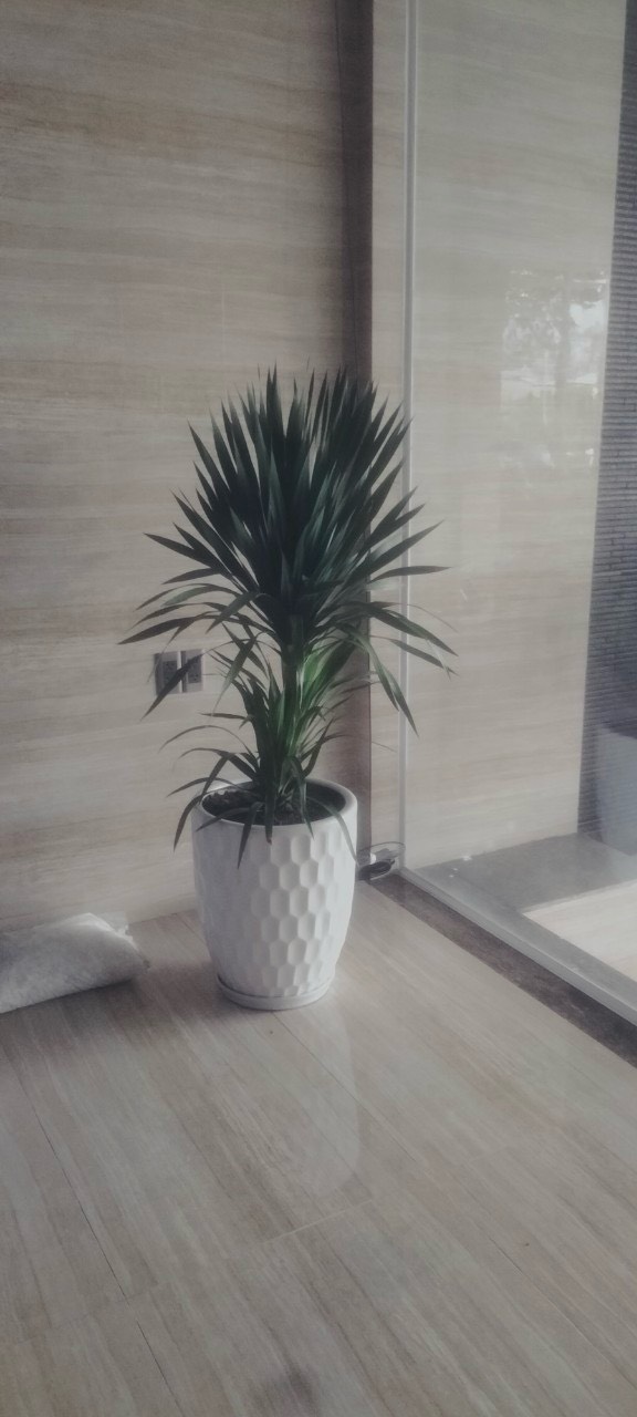 cây phát tài núi đà nẵng