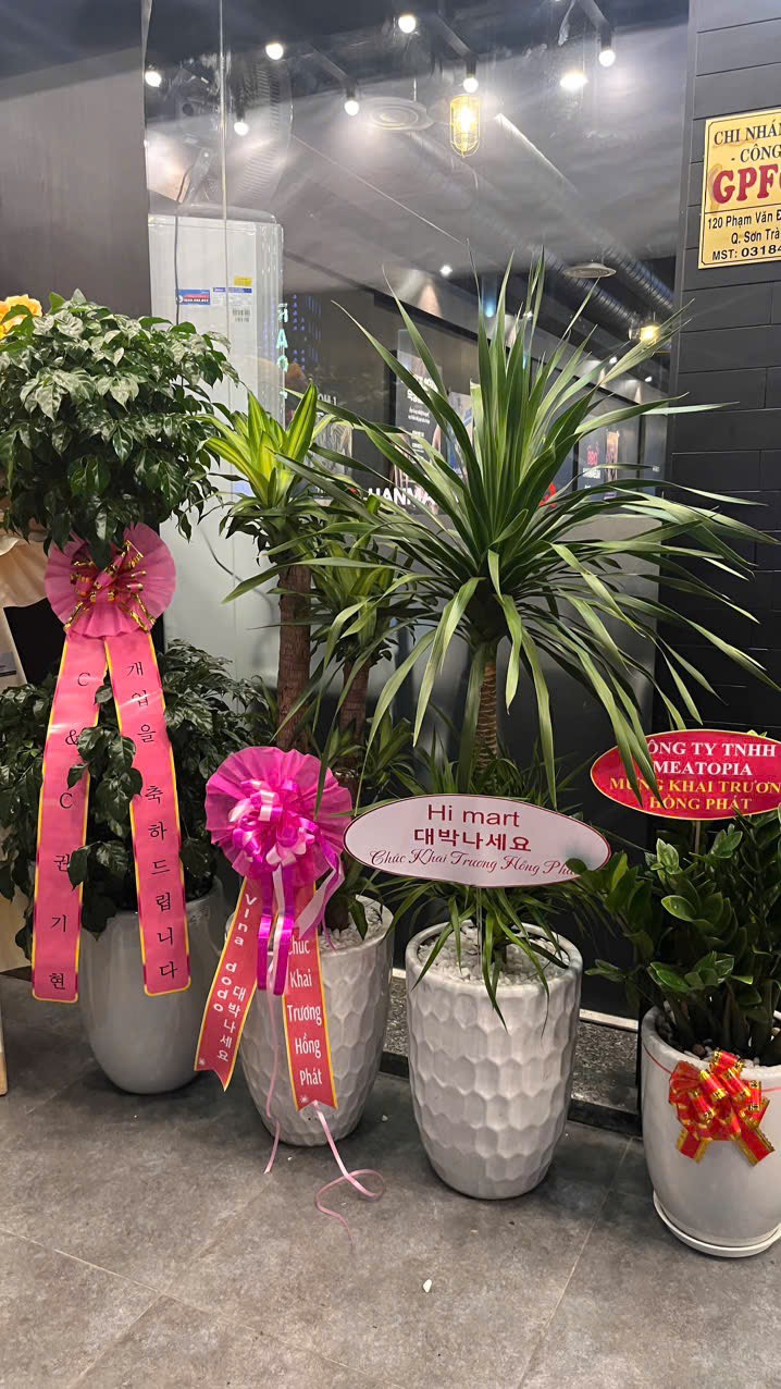 cây phát tài núi đà nẵng