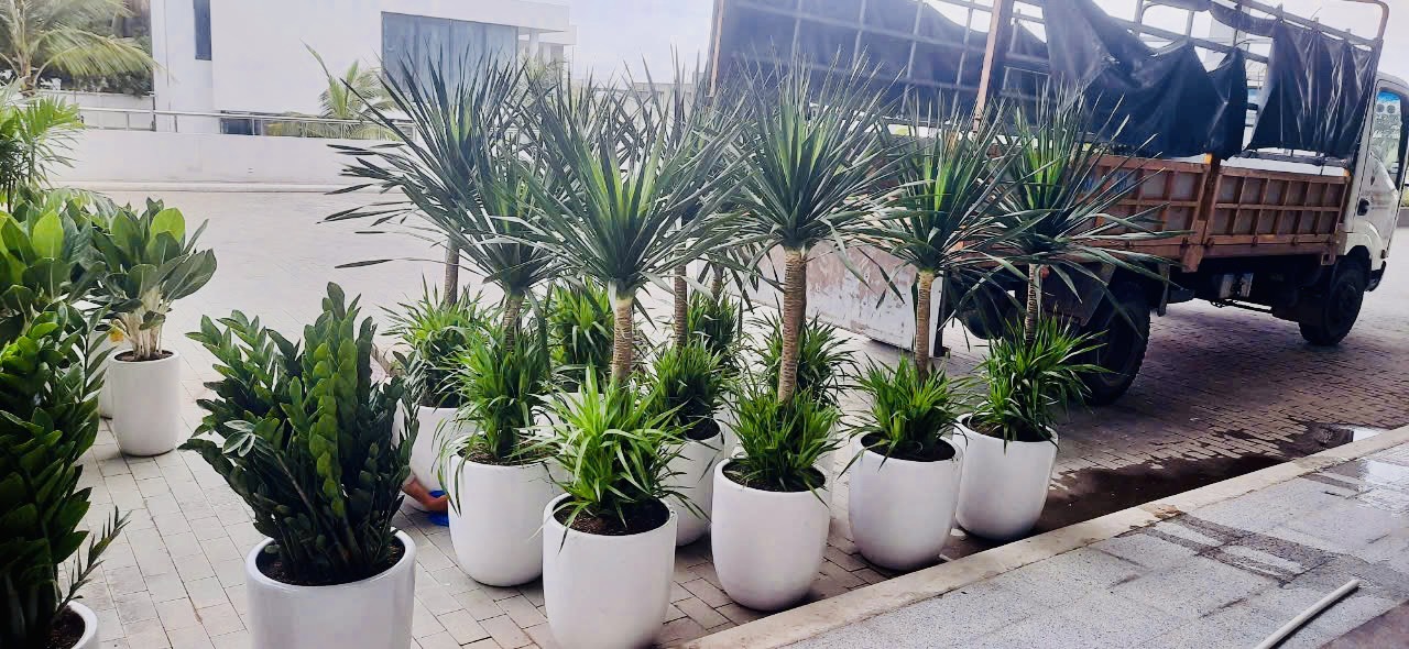 cây phát tài núi đà nẵng