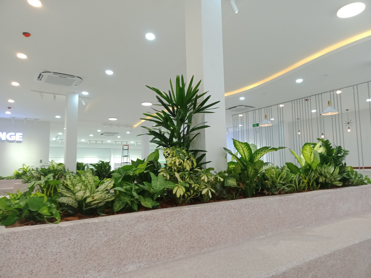 cây phát tài núi đà nẵng