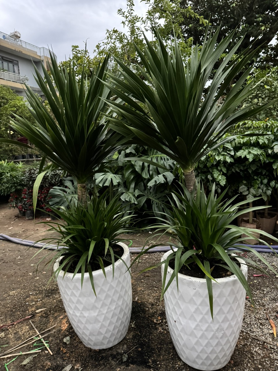 cây phát tài núi đà nẵng