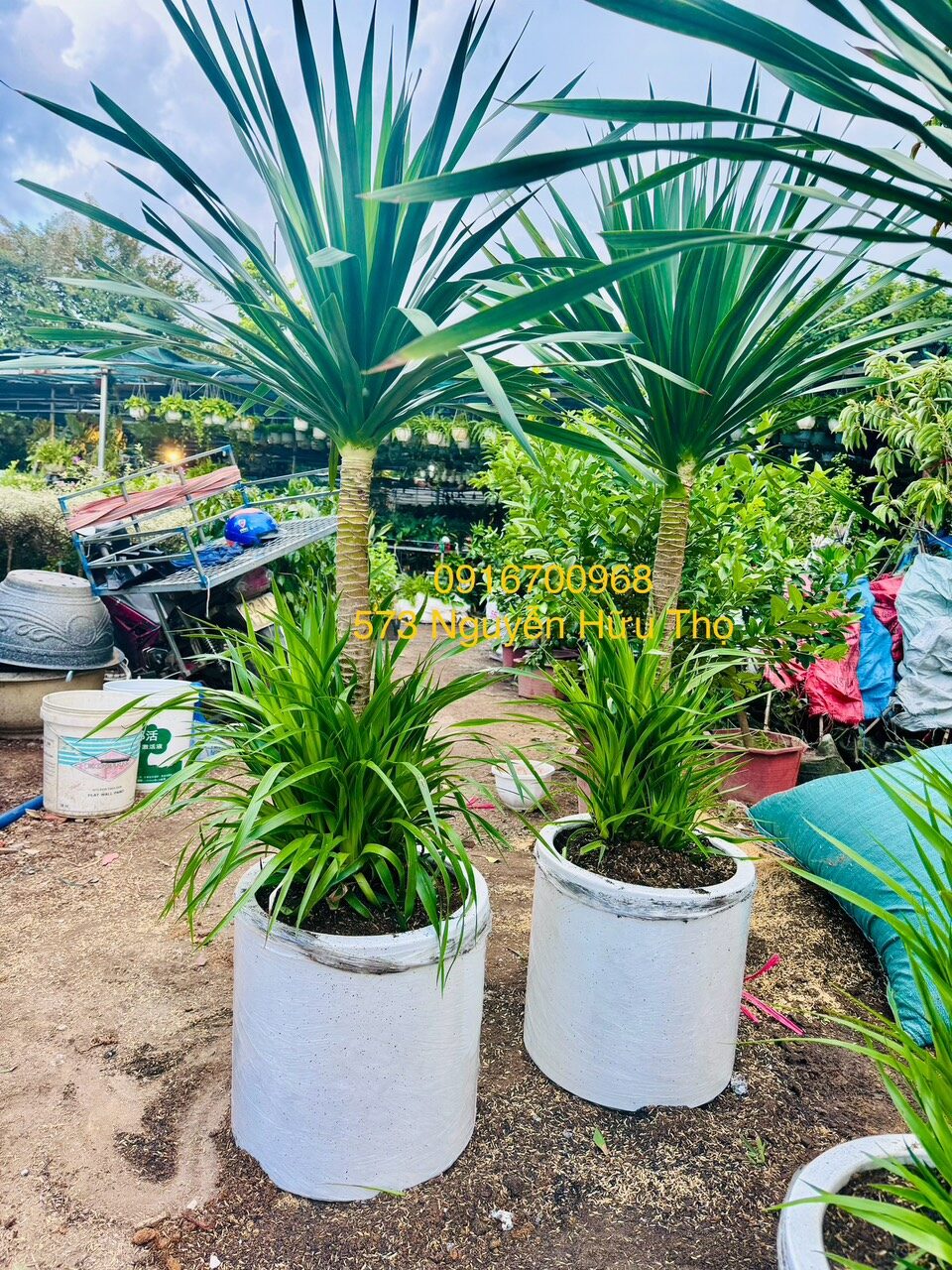 cây phát tài núi đà nẵng