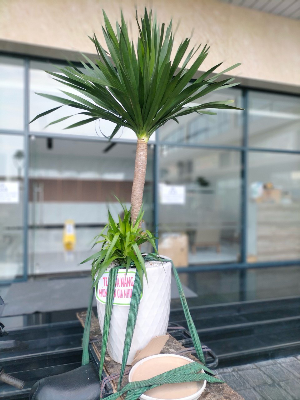 cây phát tài núi đà nẵng