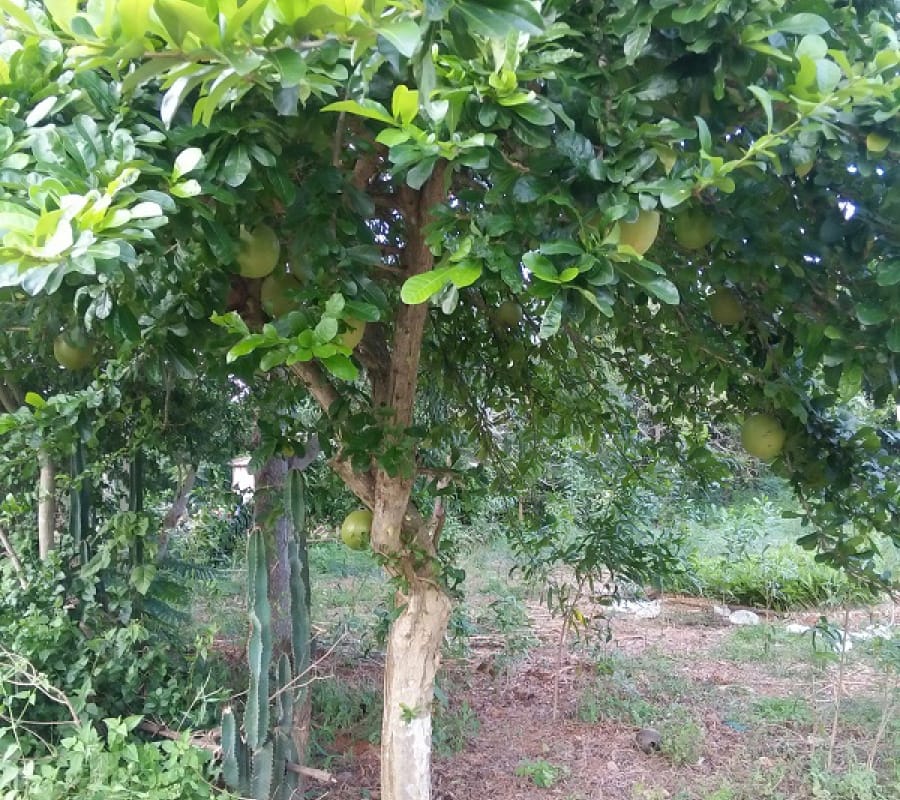 Cây đào tiên, cây bành Quảng Nam