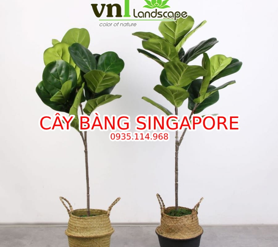 Cây bàng Singapore Đà Nẵng cây nội thất