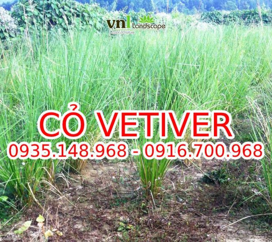 Cỏ Vetiver - Đặc điểm, giá bán, cách trồng và chăm sóc cỏ Vetiver