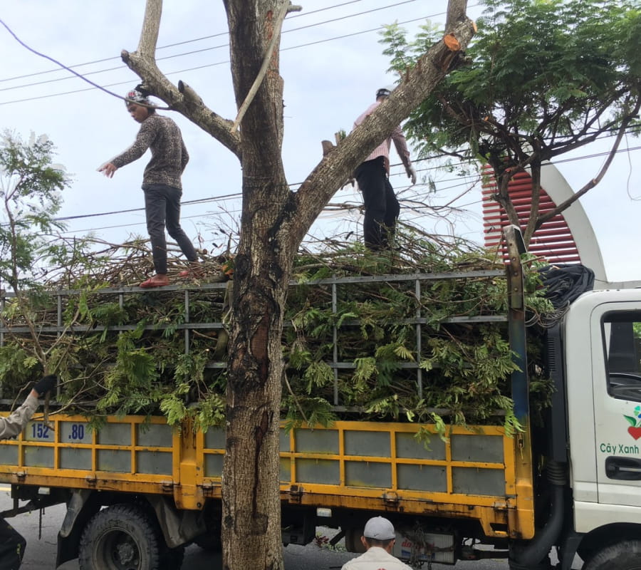 Dịch vụ cắt tỉa cây xanh, cây bóng mát Đà Nẵng