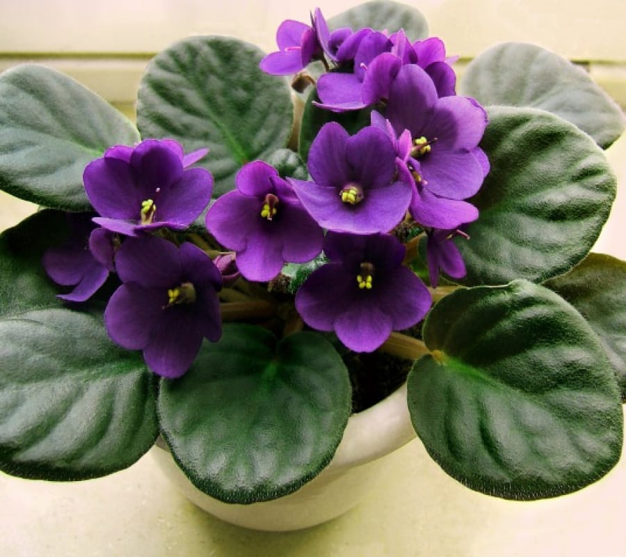 Hoa violet Châu Phi - Đà Lạt Hasfarm - Đặc điểm, giá bán, ý nghĩa, cách  trồng và chăm sóc hoa violet Châu Phi