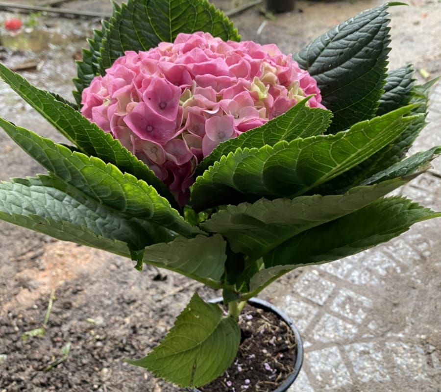 Hoa cẩm tú cầu - Đà Lạt Hasfarm - Đặc điểm, giá bán, cách trồng và chăm sóc cây hoa cẩm tú cầu