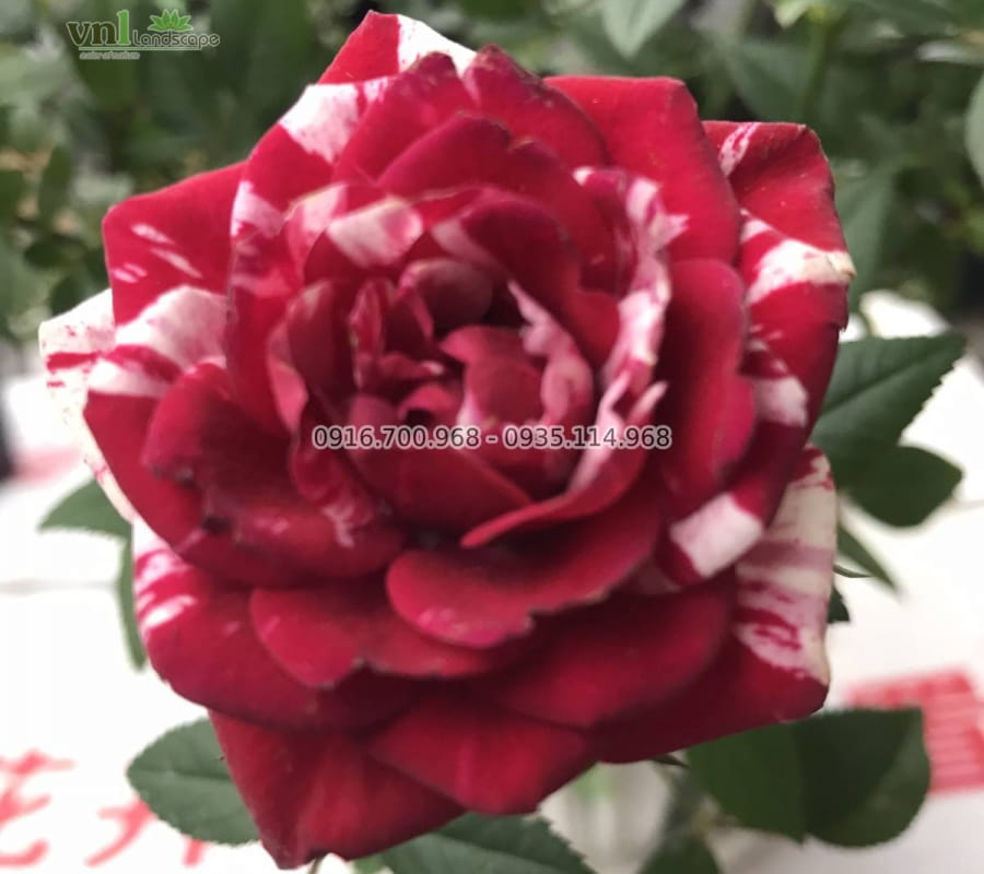 Hoa hồng Đà Lạt Hasfarm