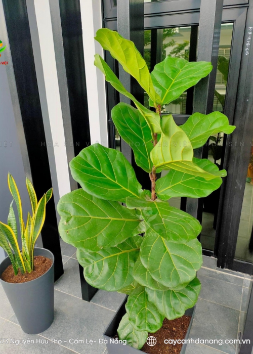 Cây bàng Singapore - Giá bán, cách trồng và chăm sóc cây bàng Singapore