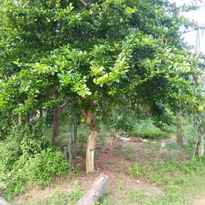 Cây đào tiên, cây bành Quảng Nam