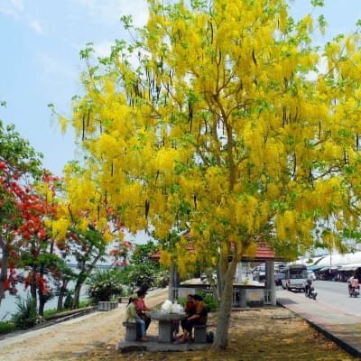 Cây osaka vàng tại Đà Nẵng
