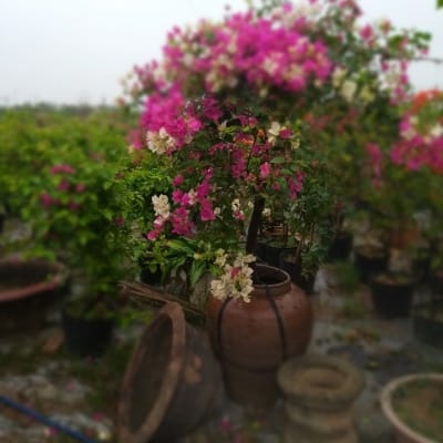 Cây hoa giấy - hoa giấy đẹp bán hoa giấy tại Đà Nẵng