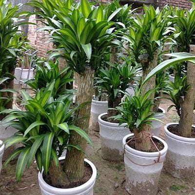 Cây thiết mộc lan - Giá bán, cách trồng và chăm sóc cây thiết mộc lan