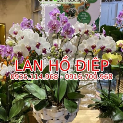 Hoa phong lan Đà Nẵng giá sỉ - Hoa tết 2023 - Lan hồ điệp
