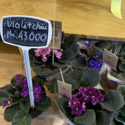 Hoa violet Châu Phi - Đà Lạt Hasfarm