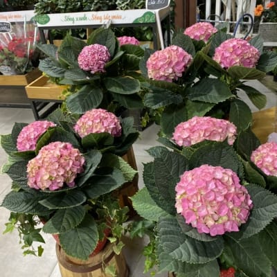 Hoa cẩm tú cầu - Đà Lạt Hasfarm - Đặc điểm, giá bán, cách trồng và chăm sóc cây hoa cẩm tú cầu