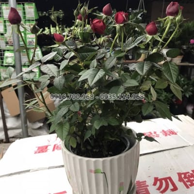 Hoa hồng Đà Lạt Hasfarm