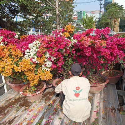 Cây hoa giấy - hoa giấy đẹp bán hoa giấy tại Đà Nẵng
