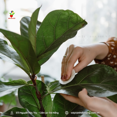 Cây bàng Singapore - Giá bán, cách trồng và chăm sóc cây bàng Singapore